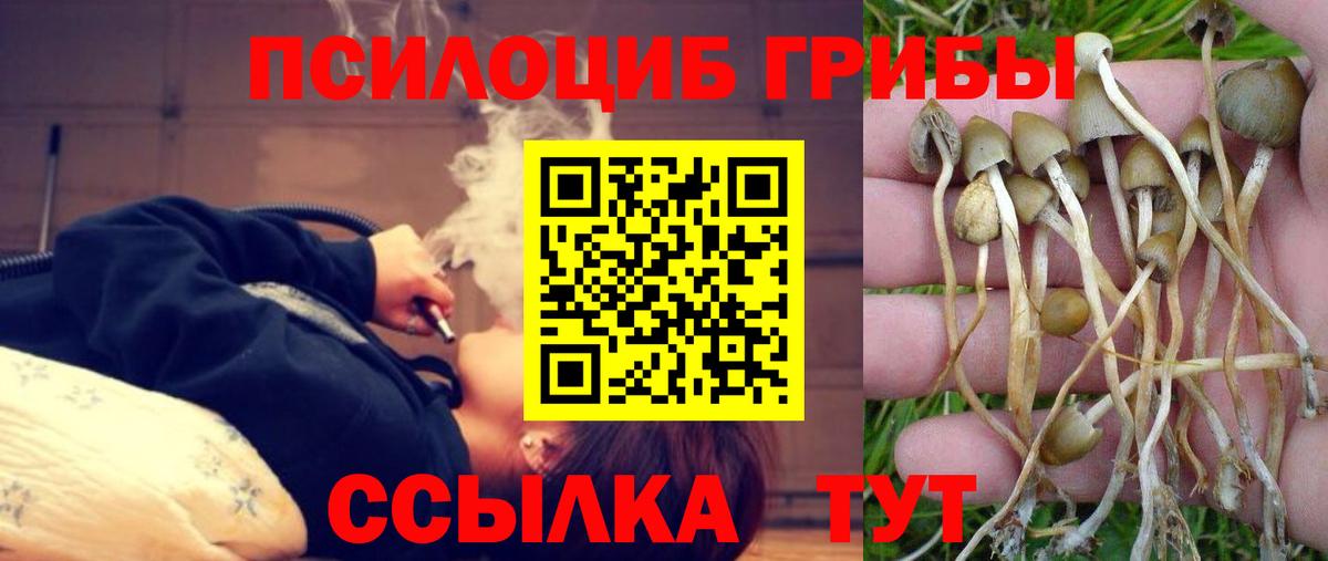 Псилоцибиновые грибы Psilocybe Каменск-Уральский