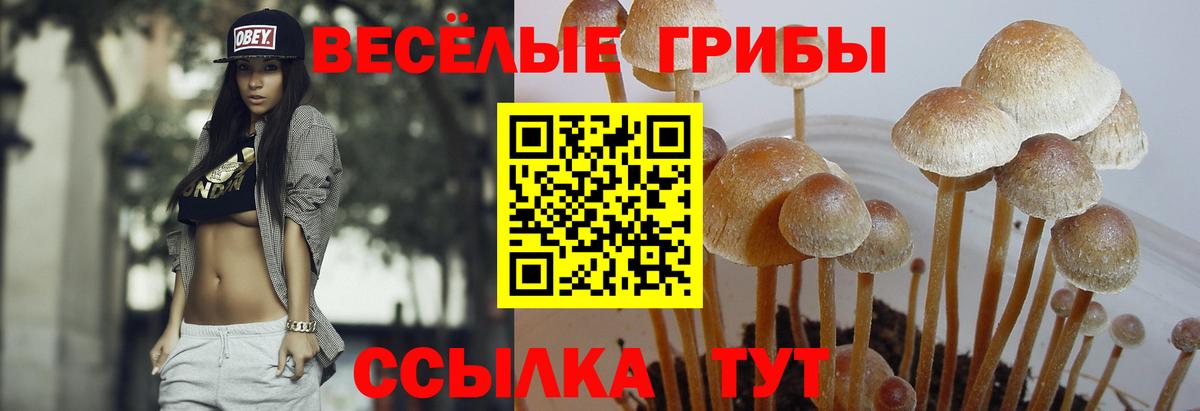 Псилоцибиновые грибы Каменск-Уральский